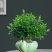 正宗清香胡椒木盆栽防驱蚊草植物好养室内花卉绿植九里香树苗