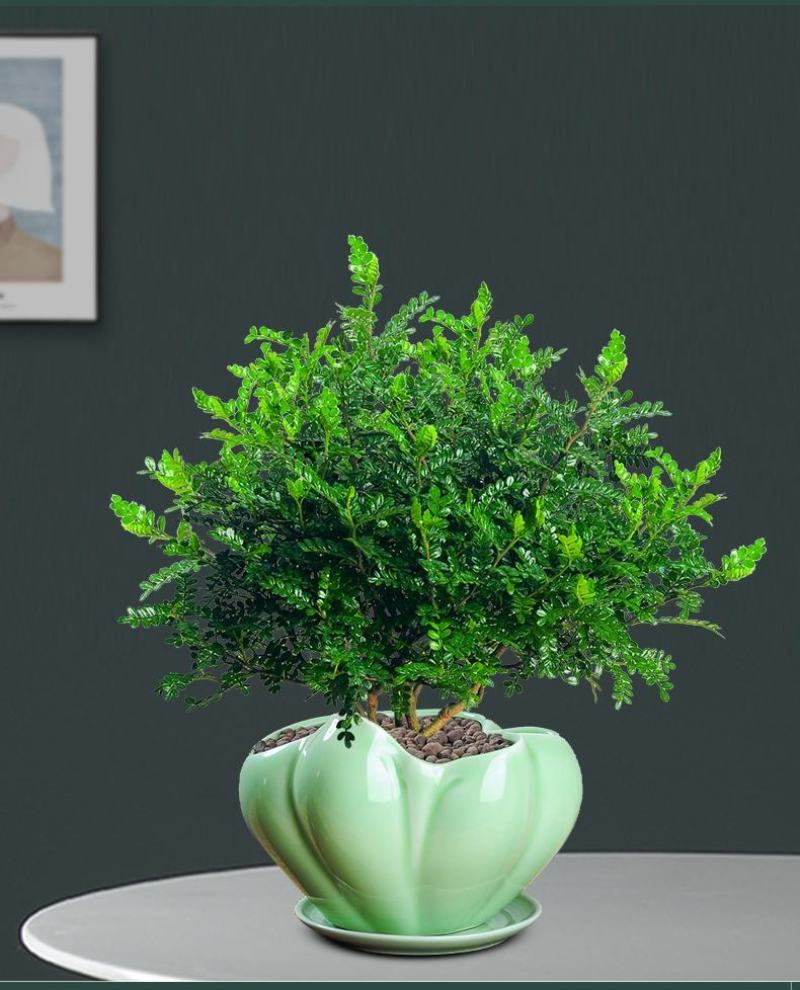 正宗清香胡椒木盆栽防驱蚊草植物好养室内花卉绿植九里香树苗