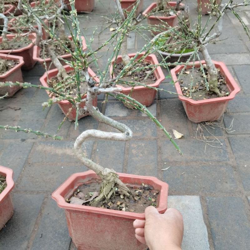 迎春花苗盆栽老桩垂吊攀援庭院绿化报春花观赏花卉耐寒迎春花