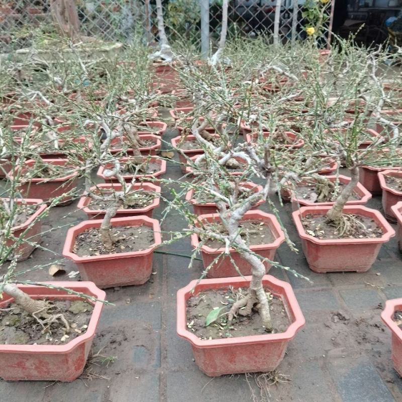 迎春花苗盆栽老桩垂吊攀援庭院绿化报春花观赏花卉耐寒迎春花