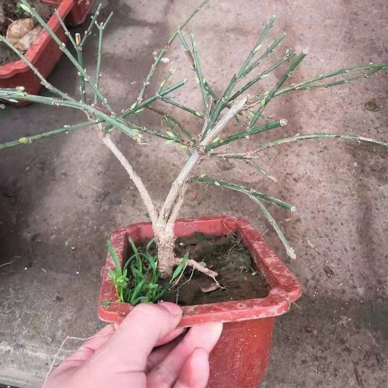 迎春花苗盆栽老桩垂吊攀援庭院绿化报春花观赏花卉耐寒迎春花