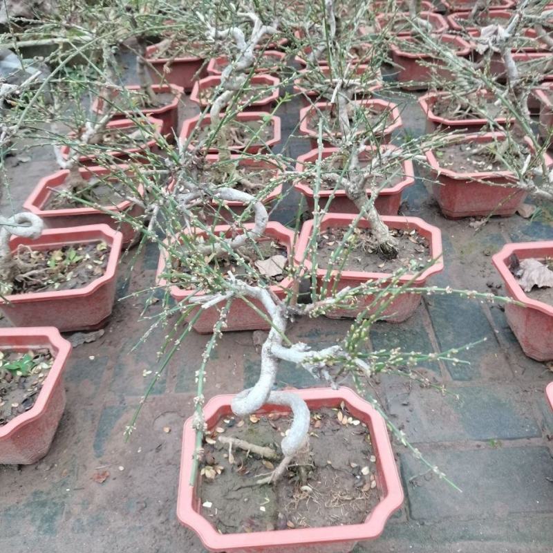 迎春花苗盆栽老桩垂吊攀援庭院绿化报春花观赏花卉耐寒迎春花
