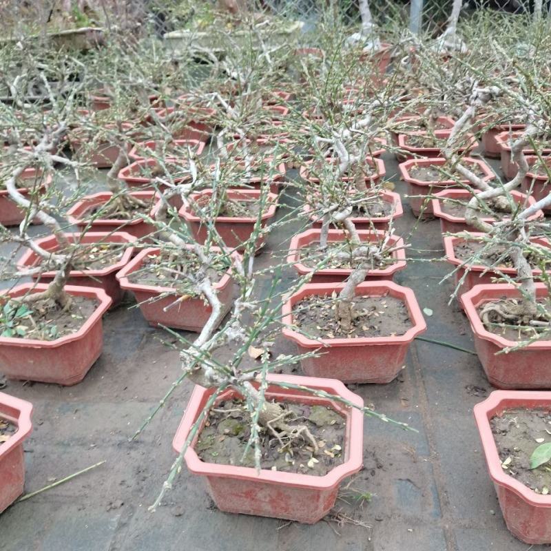 迎春花苗盆栽老桩垂吊攀援庭院绿化报春花观赏花卉耐寒迎春花