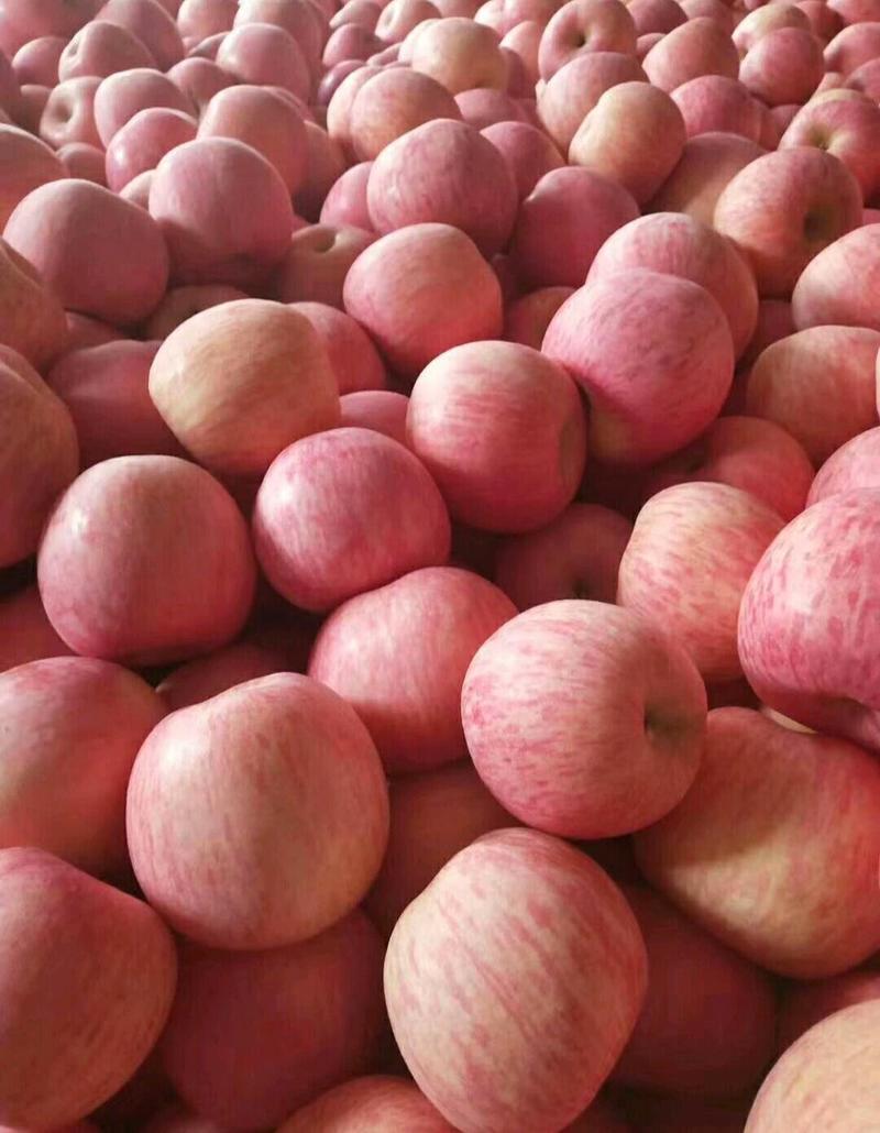 河南红富士苹果纸膜条红全红一手货源可全国发货