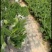 复绿香蕉香蕉苗巴西香蕉无菌催芽农科院种苗