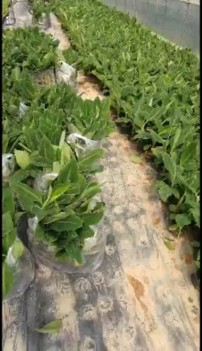 复绿香蕉香蕉苗巴西香蕉无菌催芽农科院种苗