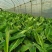 复绿香蕉香蕉苗巴西香蕉无菌催芽农科院种苗