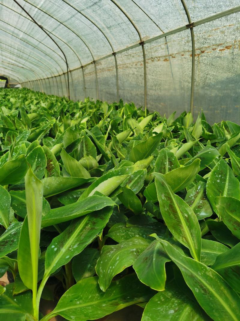 复绿香蕉香蕉苗巴西香蕉无菌催芽农科院种苗