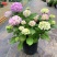 无尽夏绣球花苗八仙花盆栽庭院阳台室内耐寒植物四季开花好养
