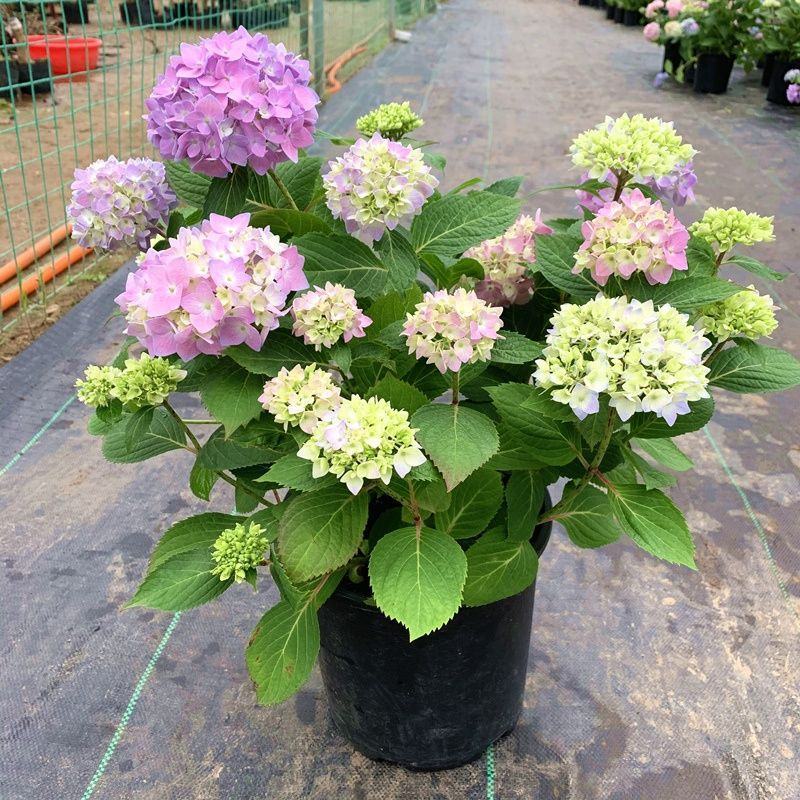 无尽夏绣球花苗八仙花盆栽庭院阳台室内耐寒植物四季开花好养