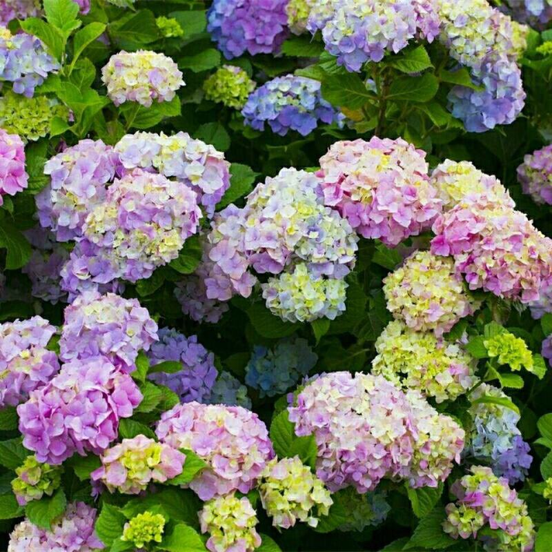 无尽夏绣球花苗八仙花盆栽庭院阳台室内耐寒植物四季开花好养