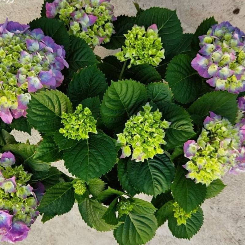 无尽夏绣球花苗八仙花盆栽庭院阳台室内耐寒植物四季开花好养