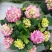 无尽夏绣球花苗八仙花盆栽庭院阳台室内耐寒植物四季开花好养