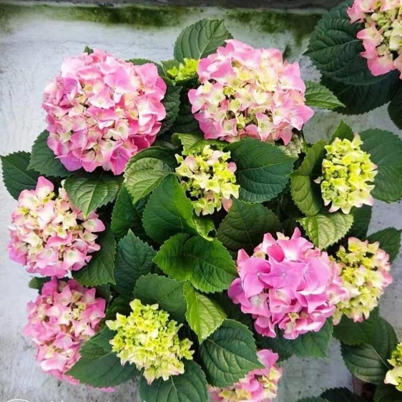 无尽夏绣球花苗八仙花盆栽庭院阳台室内耐寒植物四季开花好养