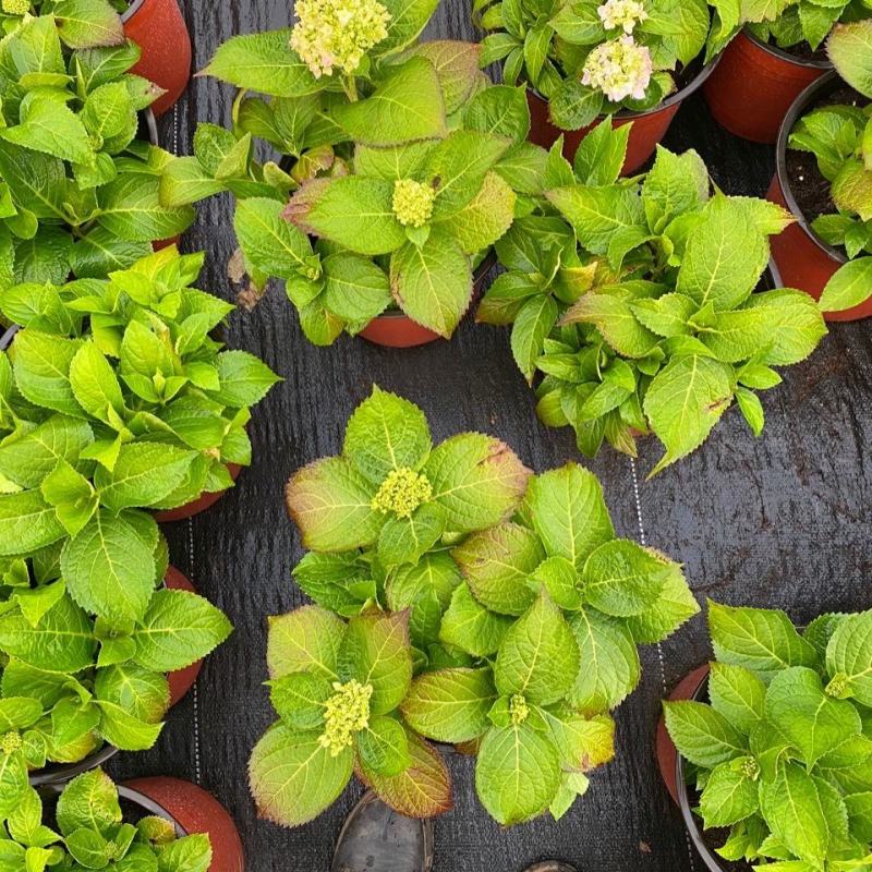 无尽夏绣球花苗八仙花盆栽庭院阳台室内耐寒植物四季开花好养