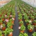 无尽夏绣球花苗八仙花盆栽庭院阳台室内耐寒植物四季开花好养