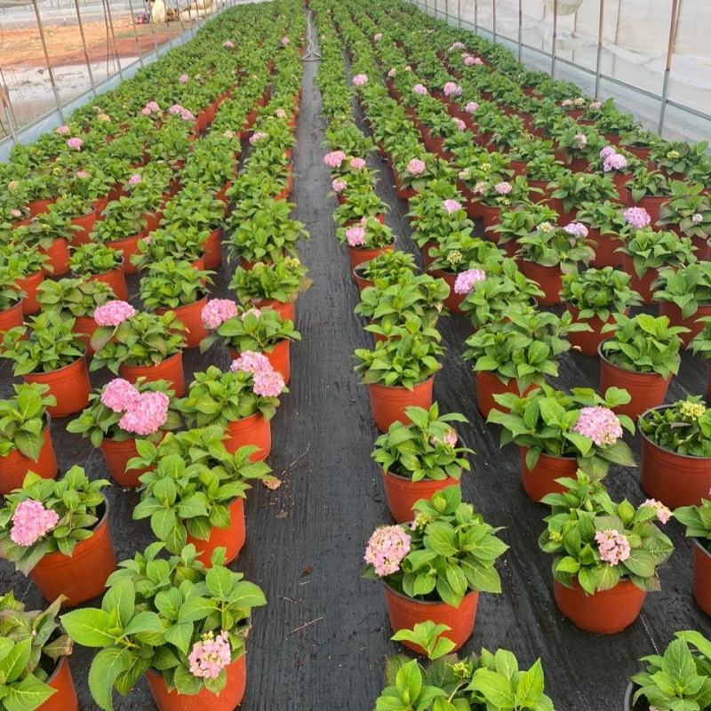 无尽夏绣球花苗八仙花盆栽庭院阳台室内耐寒植物四季开花好养