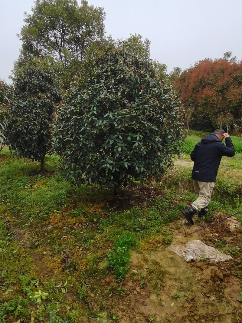 大量供应小叶金桂，占地面积2000亩规格齐全大量供应