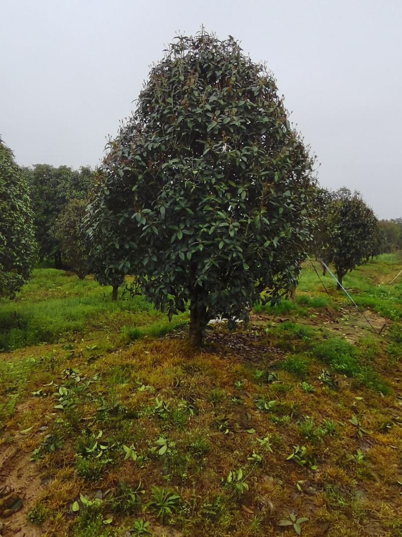 大量供应小叶金桂，占地面积2000亩规格齐全大量供应