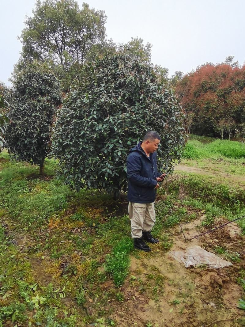 大量供应小叶金桂，占地面积2000亩规格齐全大量供应