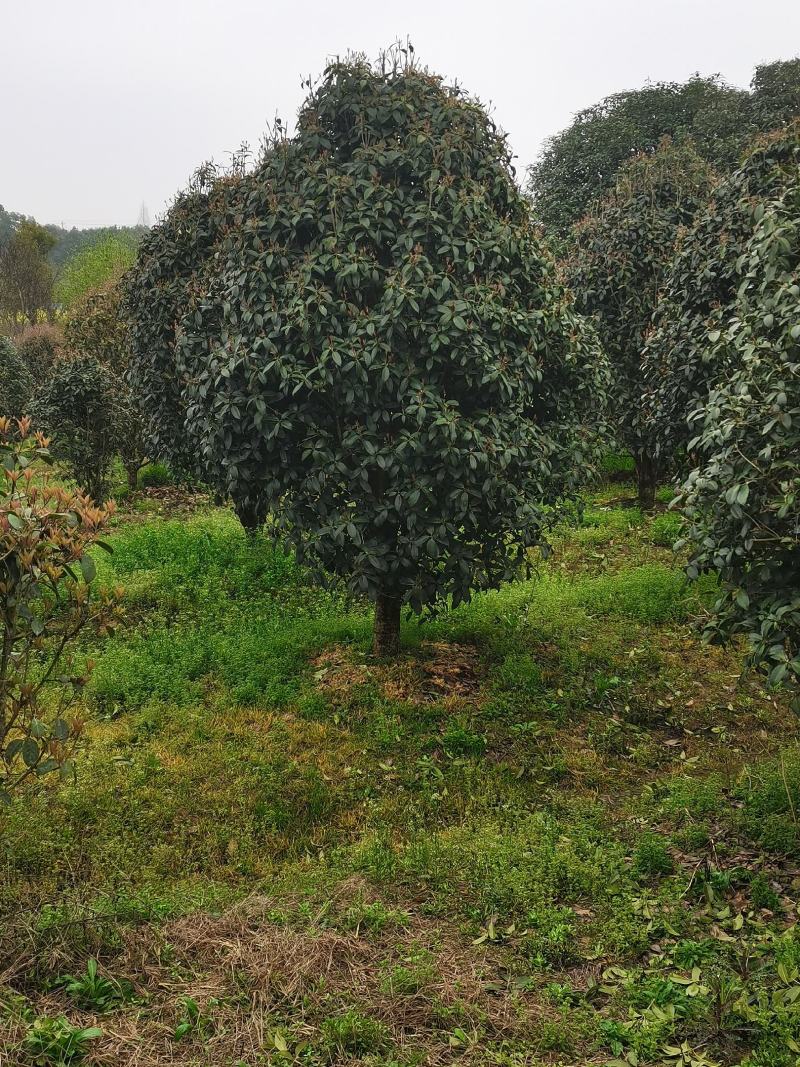 大量供应小叶金桂，占地面积2000亩规格齐全大量供应