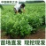 茉莉花绿植花卉阳台茉莉花盆栽四季开花庭院驱蚊观花植物