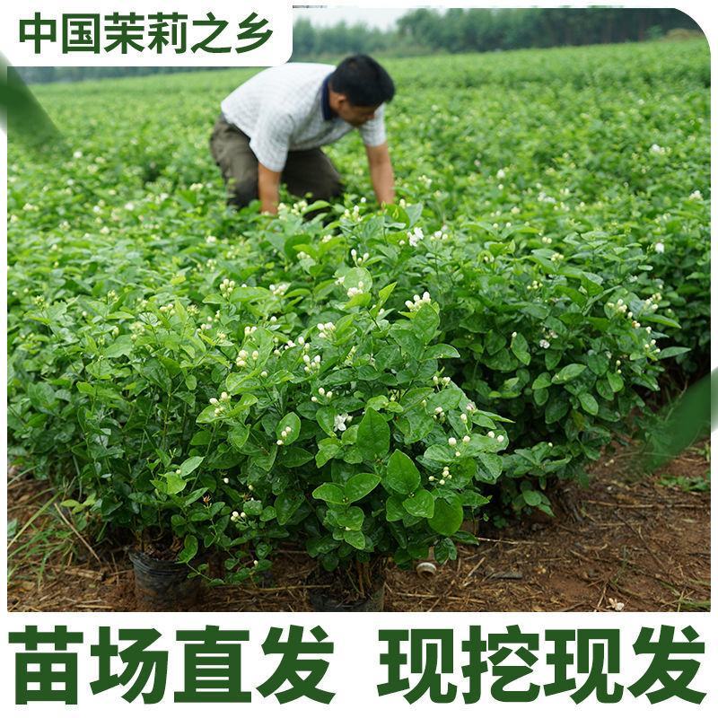茉莉花绿植花卉阳台茉莉花盆栽四季开花庭院驱蚊观花植物