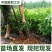 茉莉花绿植花卉阳台茉莉花盆栽四季开花庭院驱蚊观花植物