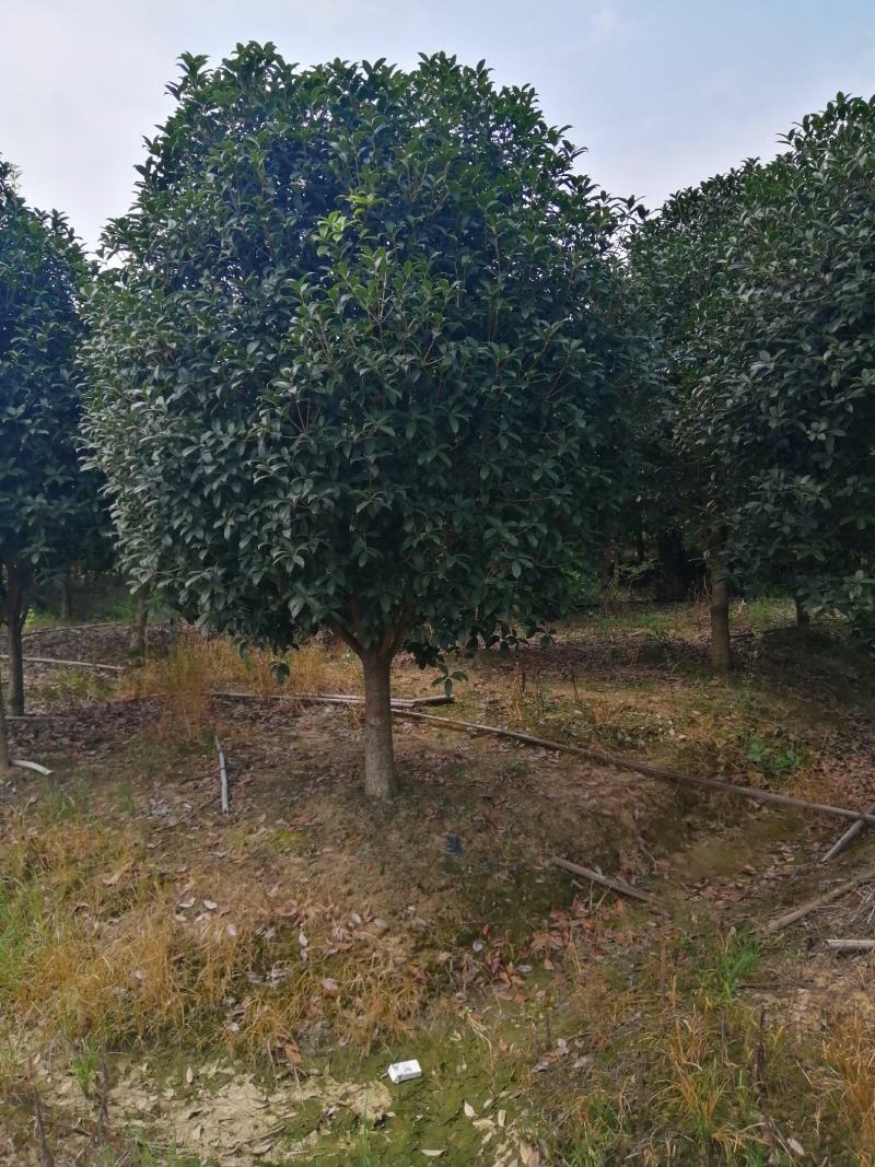 大量供应小叶金桂，占地面积2000亩规格齐全大量供应
