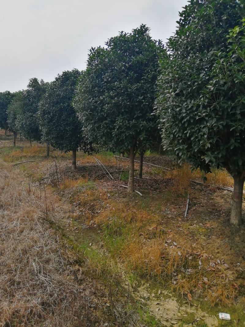 大量供应小叶金桂，占地面积2000亩规格齐全大量供应