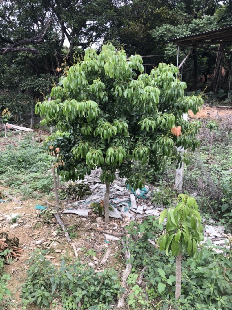 正宗增城基岗村仙进奉荔枝嫁接苗