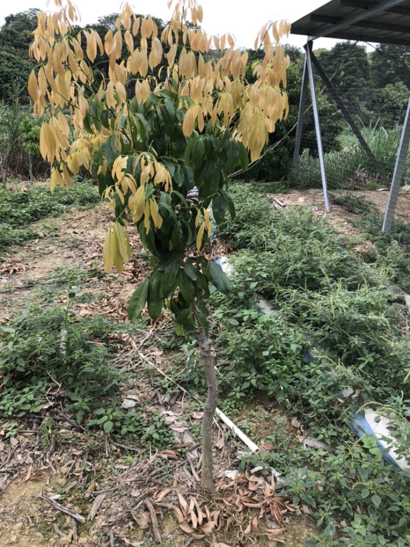 正宗增城基岗村仙进奉荔枝嫁接苗