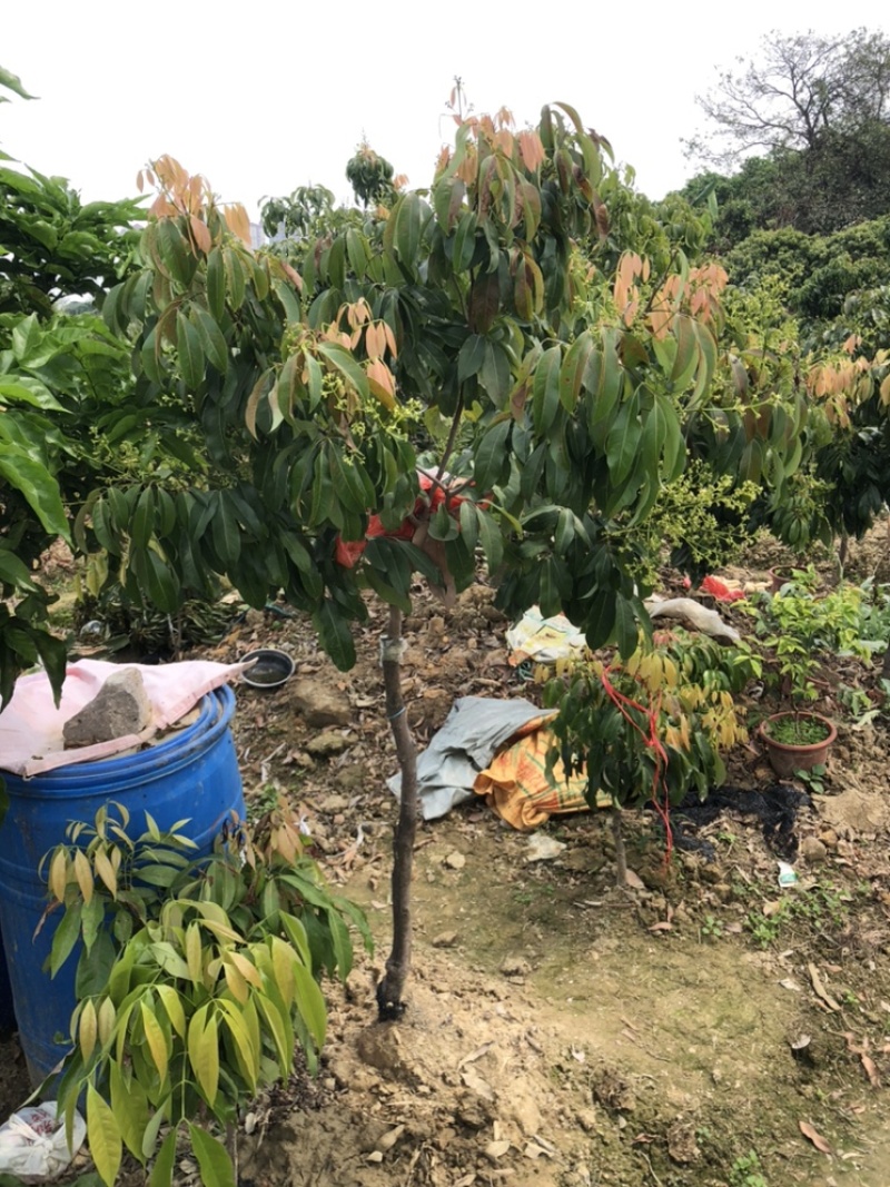 正宗增城基岗村仙进奉荔枝嫁接苗