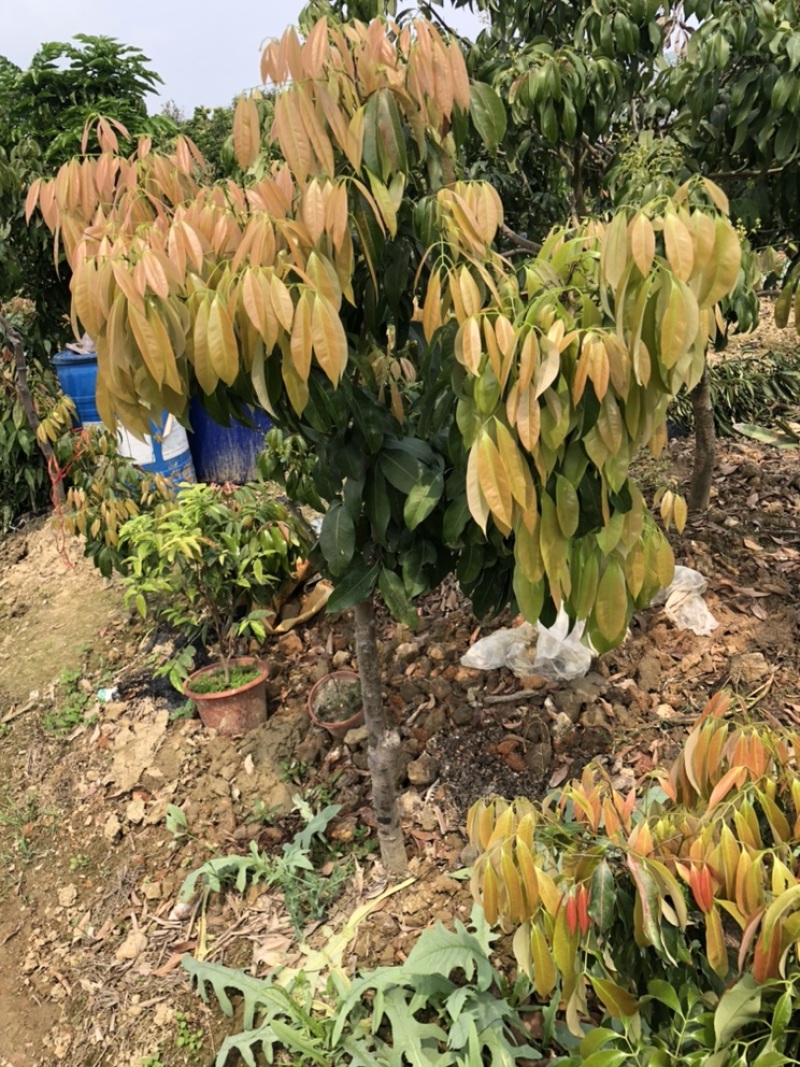 正宗增城基岗村仙进奉荔枝嫁接苗