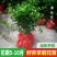 茉莉花绿植花卉阳台茉莉花盆栽四季开花庭院驱蚊观花植物