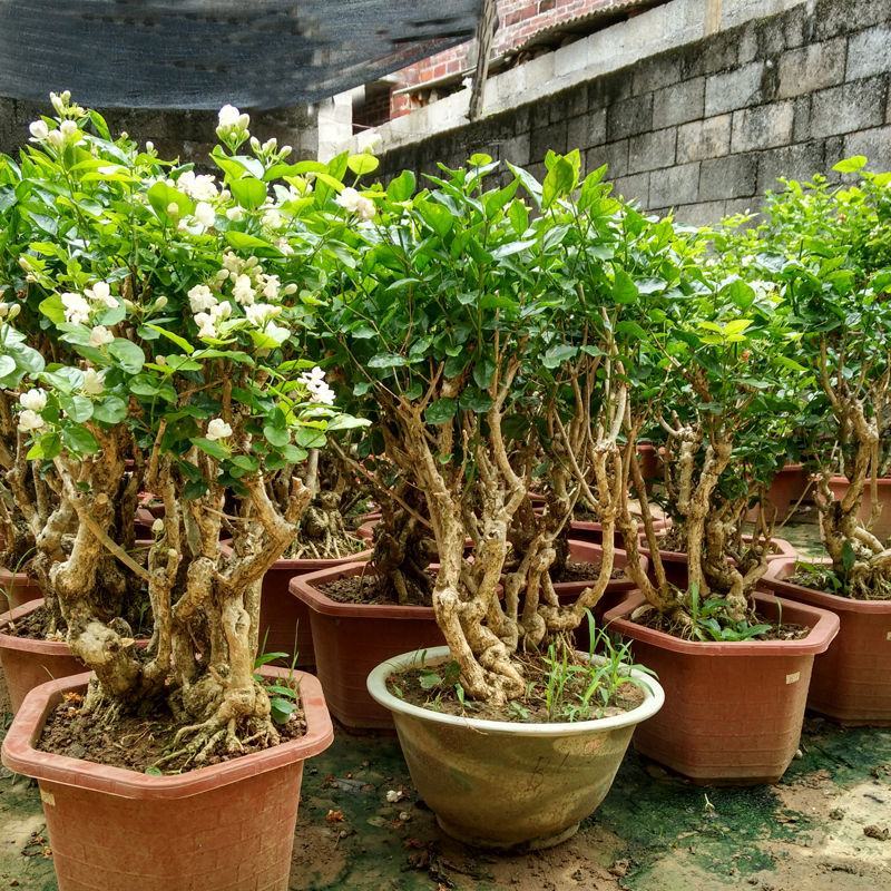 茉莉花绿植花卉阳台茉莉花盆栽四季开花庭院驱蚊观花植物