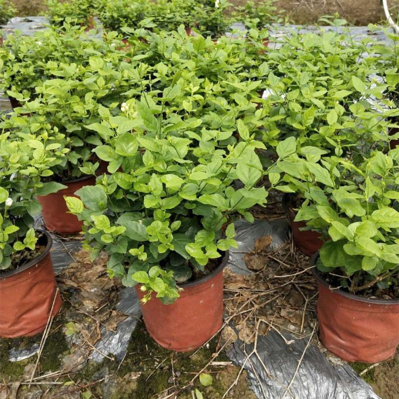 茉莉花绿植花卉阳台茉莉花盆栽四季开花庭院驱蚊观花植物