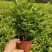茉莉花绿植花卉阳台茉莉花盆栽四季开花庭院驱蚊观花植物