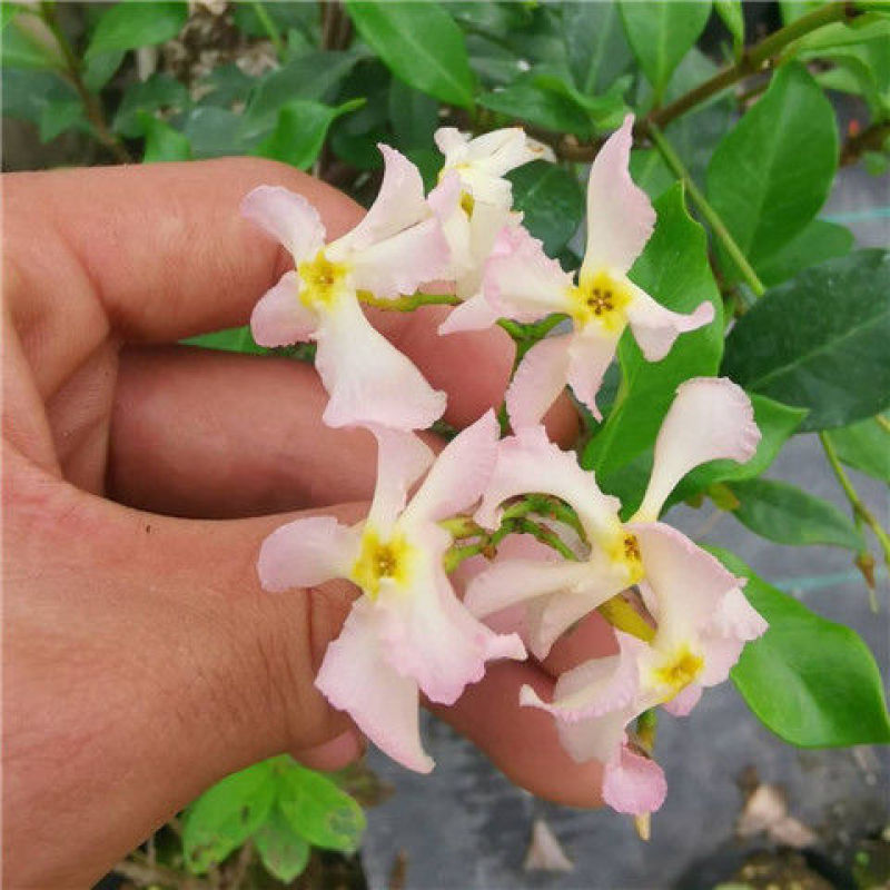 风车茉莉盆栽懒好养络石藤爬藤花卉耐热阳台盆栽藤本植物四季