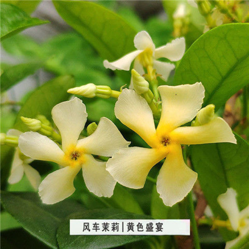风车茉莉盆栽懒好养络石藤爬藤花卉耐热阳台盆栽藤本植物四季