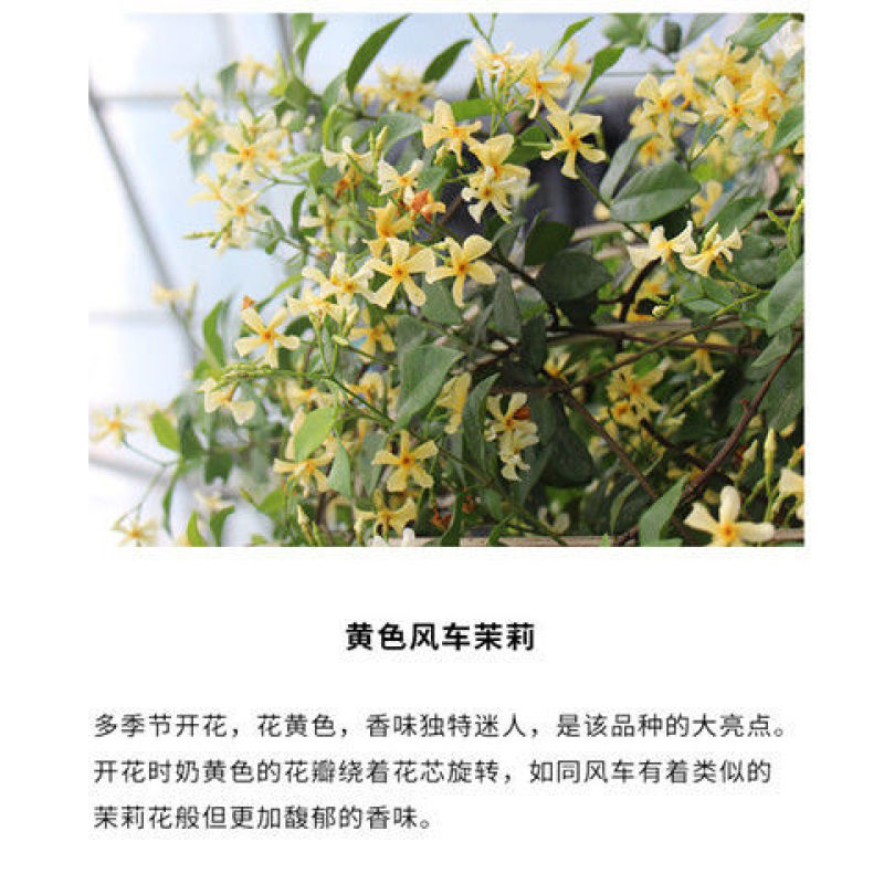 风车茉莉盆栽懒好养络石藤爬藤花卉耐热阳台盆栽藤本植物四季