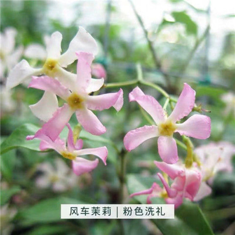 风车茉莉盆栽懒好养络石藤爬藤花卉耐热阳台盆栽藤本植物四季