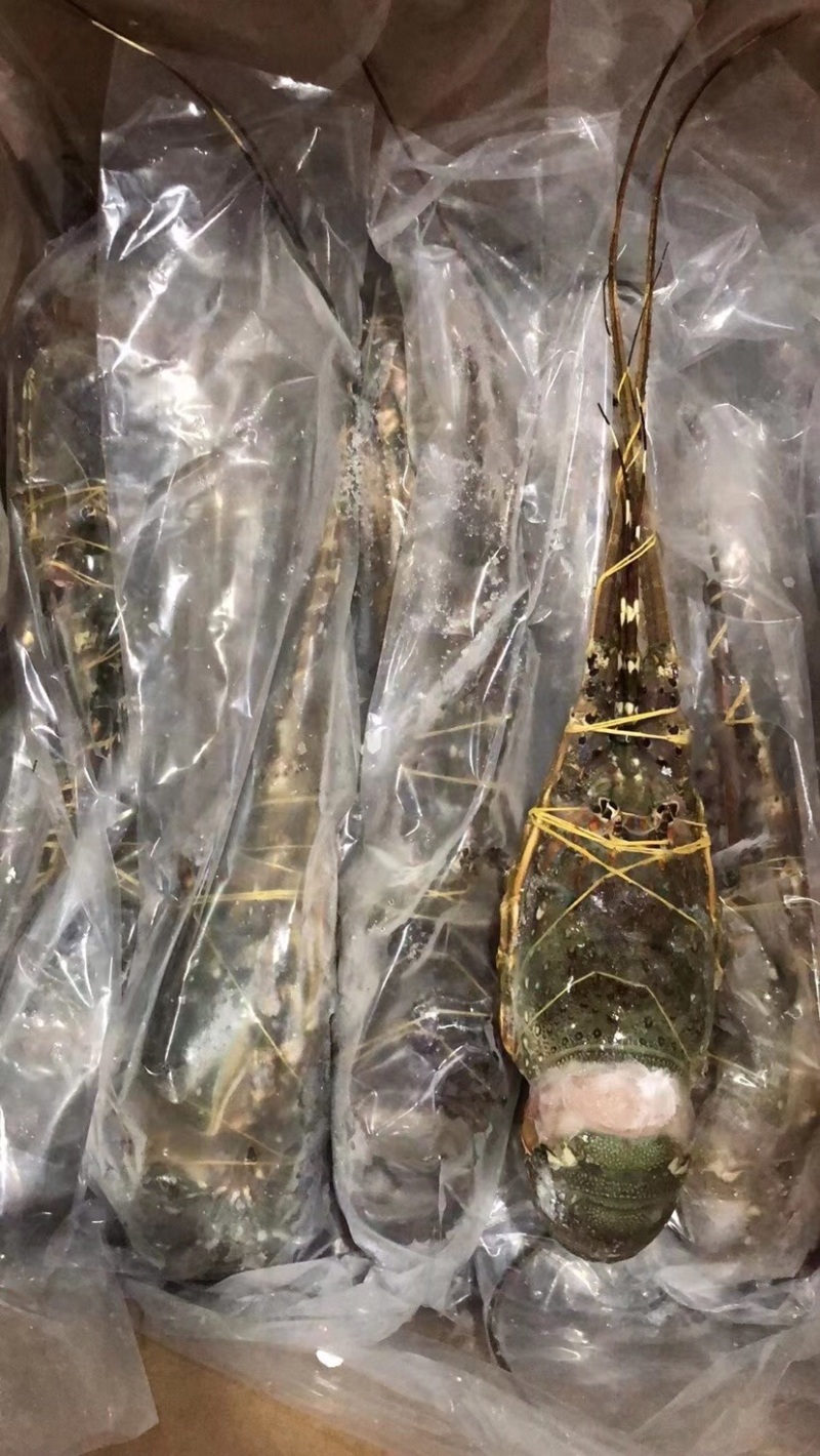 小青龙规格300-400