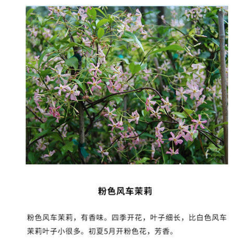风车茉莉盆栽懒好养络石藤爬藤花卉耐热阳台盆栽藤本植物四季