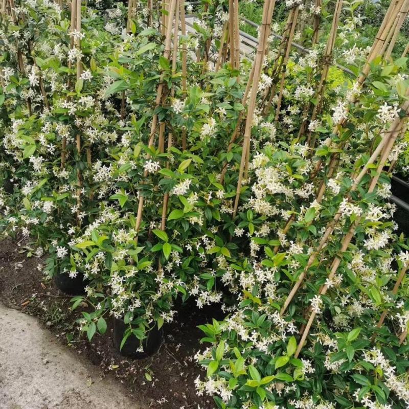 风车茉莉盆栽懒好养络石藤爬藤花卉耐热阳台盆栽藤本植物四季