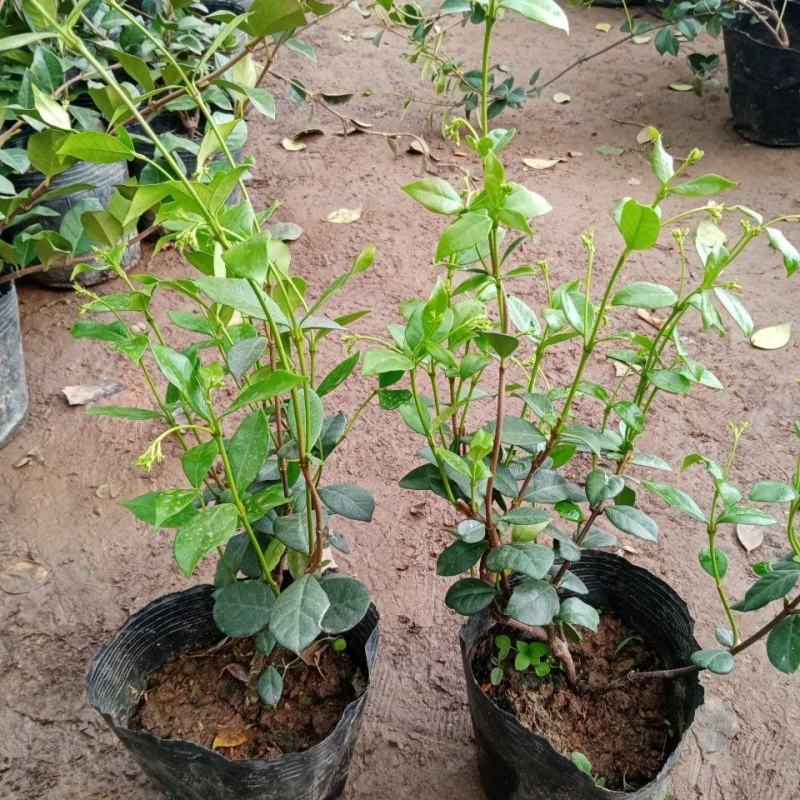 风车茉莉盆栽懒好养络石藤爬藤花卉耐热阳台盆栽藤本植物四季