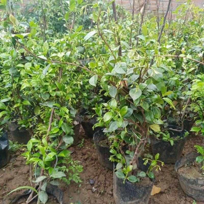 风车茉莉盆栽懒好养络石藤爬藤花卉耐热阳台盆栽藤本植物四季
