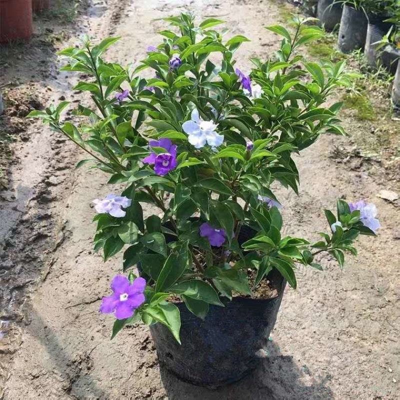 双色茉莉花盆栽四季常绿开花香味浓郁花期长庭院阳台绿植鸳鸯