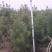 白皮松高度2米，1米定值货