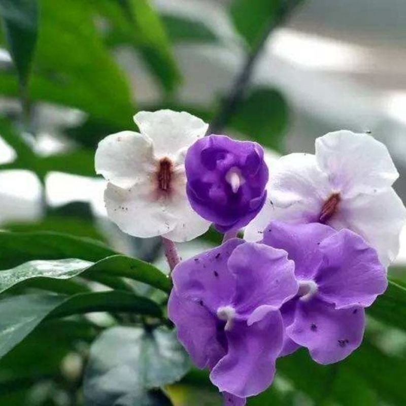 双色茉莉花盆栽四季常绿开花香味浓郁花期长庭院阳台绿植鸳鸯